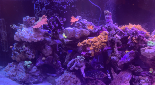 Screenshot 2026-02-11 at 1.41.00 PM.png