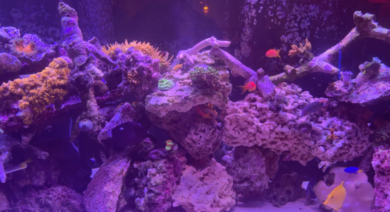 Screenshot 2026-02-11 at 1.38.45 PM.png