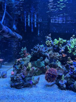 IMG_7455.jpeg IMG_7455.jpeg