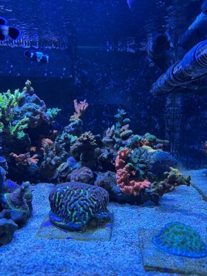 IMG_7457.jpeg IMG_7457.jpeg