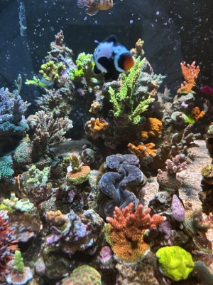 IMG_7472.jpeg IMG_7472.jpeg