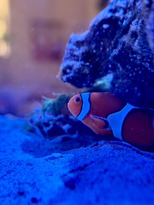 IMG_2533.jpeg IMG_2533.jpeg