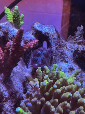 IMG_2454.jpeg IMG_2454.jpeg