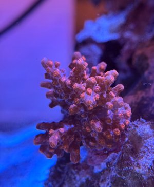 IMG_2477.jpeg IMG_2477.jpeg