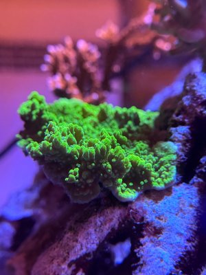 IMG_2478.jpeg IMG_2478.jpeg