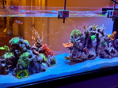 IMG_2695.jpeg IMG_2695.jpeg