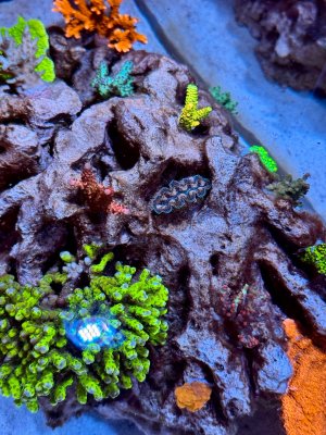 IMG_2729.jpeg IMG_2729.jpeg