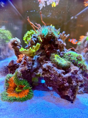 IMG_2709.jpeg IMG_2709.jpeg