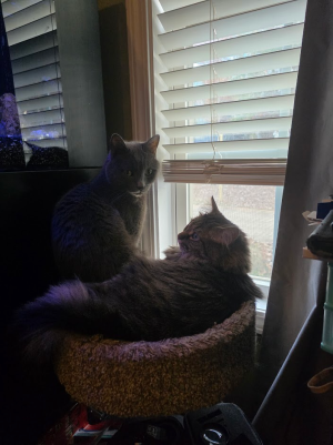 1774981457061.png 1774981457061.png