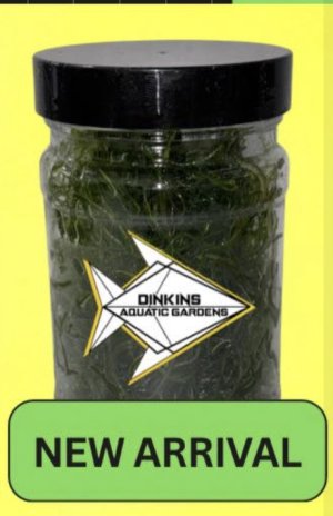 Chaeto.jpg Chaeto.jpg