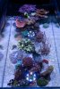 DSC00804.jpg