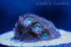 Unknown_zoa_gray_3.jpg