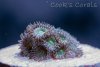 gray zoa white balance (1 of 1).jpg