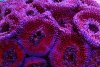 Acan 022719.JPG