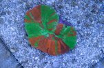 DSC03940.jpg