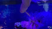 lionfish feeding.jpg