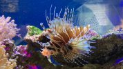 Lionfish).jpg