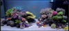 reef.PNG