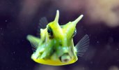 longhorn-cowfish-1.jpg