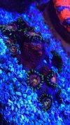 4527F286-E73E-4691-A322-A27254D517E7.jpeg