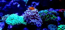 Rhirano09. Gold Hammer and Clown Goby.jpg