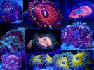 Swap Zoas.jpg