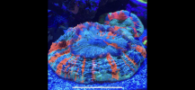 15C15520-A199-4C46-AD40-F8226638EF01.png