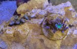 zoas and polyps.jpg