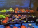 IMG_0916.JPG