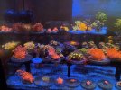IMG_0917.JPG