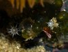 babies-on-valonia.jpg