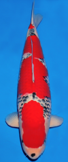 5.png