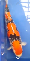 7a.png