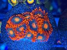 IMG_4593.JPG