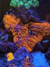 Black Widow nem.JPG
