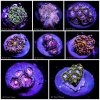 zoa shroom collage.jpg