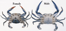 crabgender.png