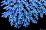 5423-blue-incinerator-acro.jpg