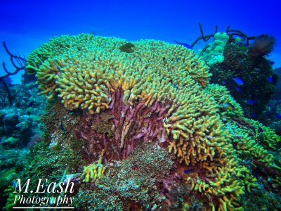 IMG_1519.jpeg