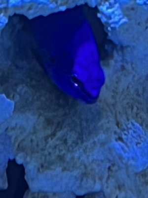IMG_7418.jpeg