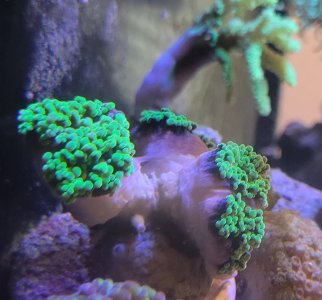 Branching Frogspawn 2.jpg