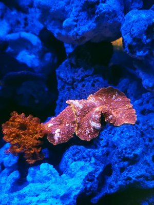 IMG_20231215_181127.jpg