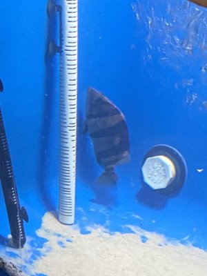 IMG_6073.jpeg
