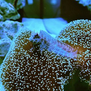 sailfin blenny.jpeg