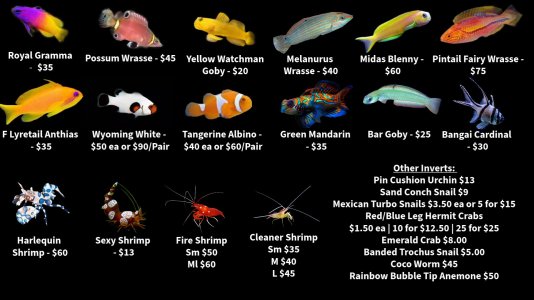 Store Fishlist 2 (4).jpeg