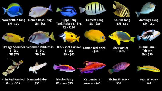 Store Fish List 1 (11).jpeg