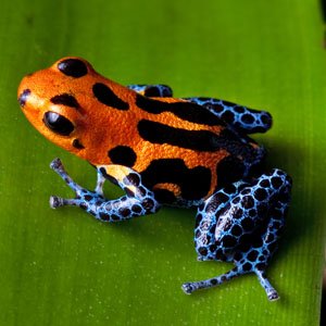 300-300-dart-frog-2.jpg