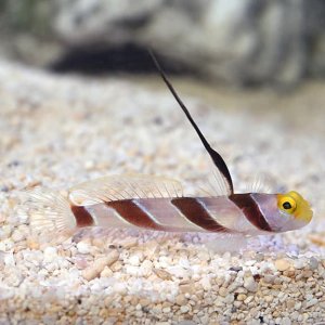 lg_76267_hi_fin_red_banded_goby.jpg