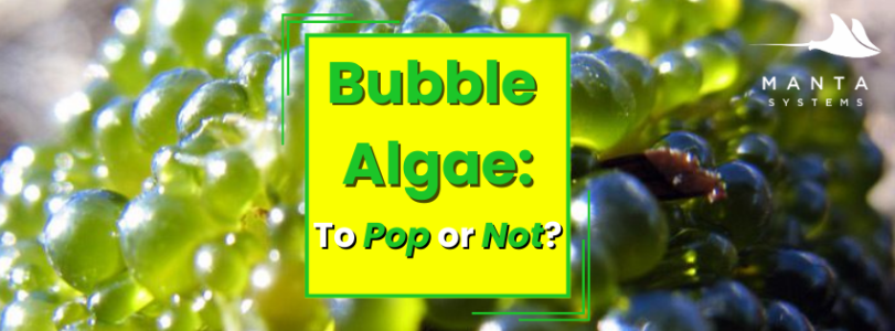 Bubble Algae.png