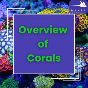 Corals.jpg